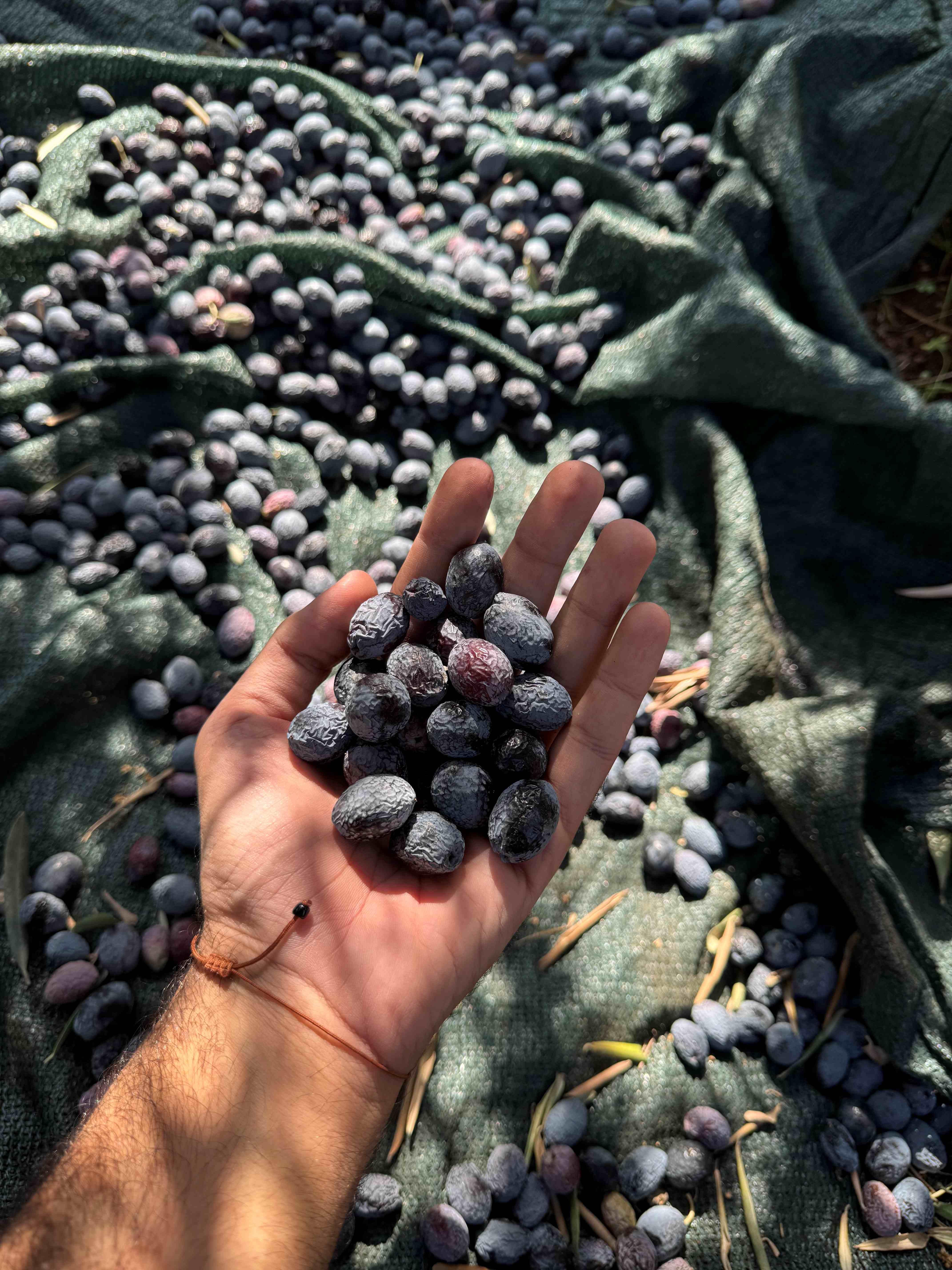 From Olive Waste to Design
